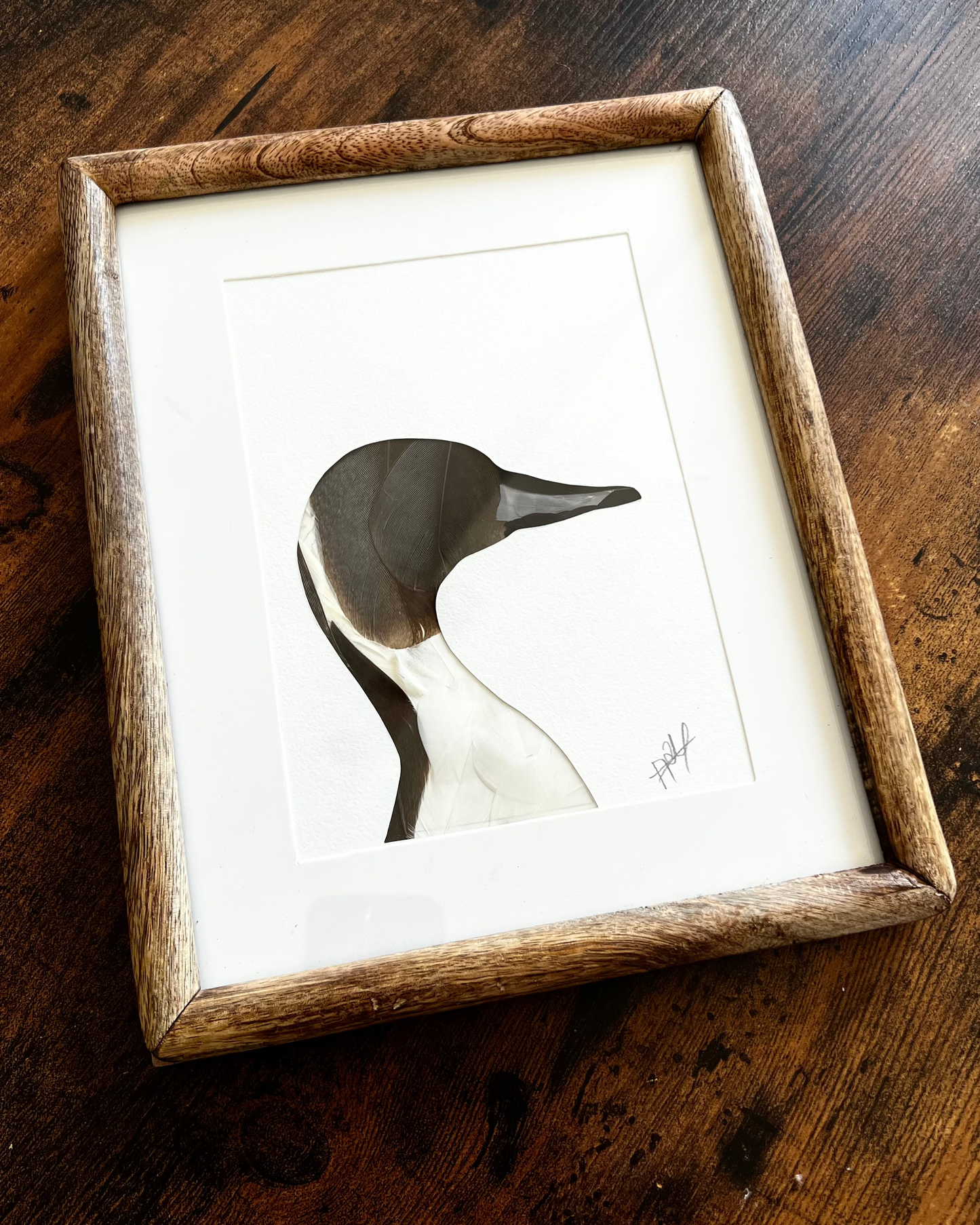 The pintail