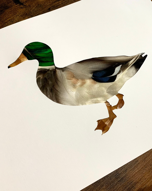 Mr. Mallard