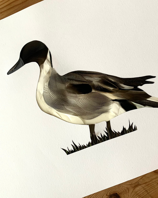 The pintail