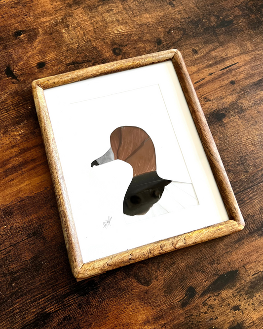 The pintail