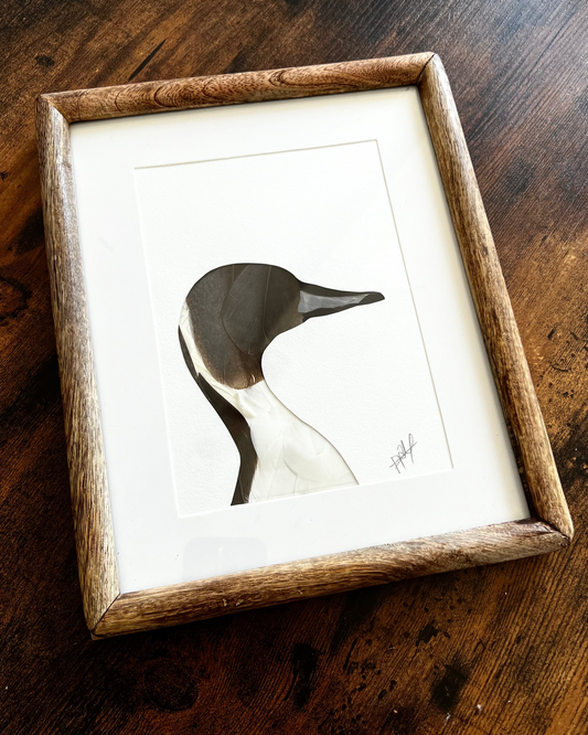 The pintail